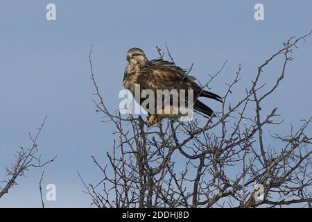 Falco a gambe ruvide seduto o in volo Foto Stock