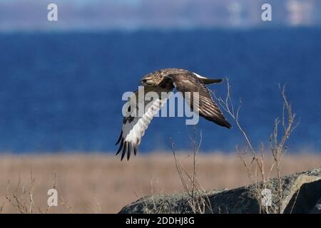Falco a gambe ruvide seduto o in volo Foto Stock