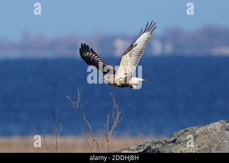 Falco a gambe ruvide seduto o in volo Foto Stock