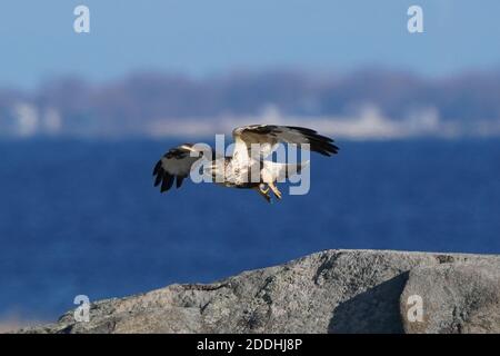 Falco a gambe ruvide seduto o in volo Foto Stock