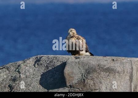 Falco a gambe ruvide seduto o in volo Foto Stock