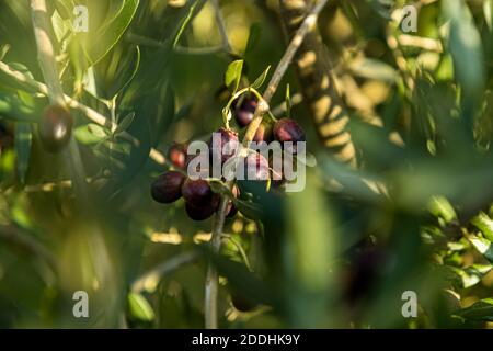 Olive tedesche mature. Produzione di olio d'oliva più settentrionale a Pulheim, Germania Foto Stock