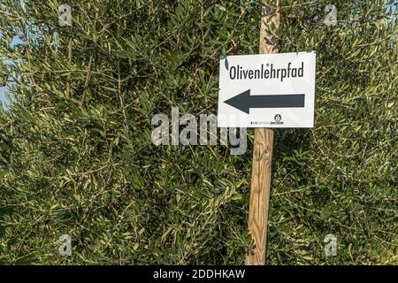 La produzione di olio d'oliva più a nord a Pulheim, Germania Foto Stock