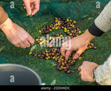 La produzione di olio d'oliva più a nord a Pulheim, Germania. Mentre si trova ancora nell'oliveto, le foglie sono separate dalle olive raccolte. Il risultato della vendemmia nel 2020 ha superato tutte le aspettative. Nel 2019, l'intero raccolto di 75 kg è stato ancora decapato e quindi è diventato olive da tavola. 2020 dovrebbe essere anche la prima volta olio dal raccolto Foto Stock