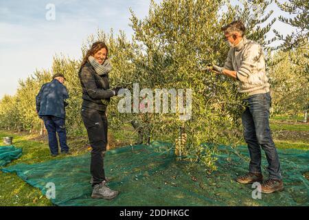 La produzione di olio d'oliva più a nord a Pulheim, Germania Foto Stock