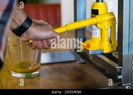 La produzione di olio d'oliva più a nord a Pulheim, Germania Foto Stock