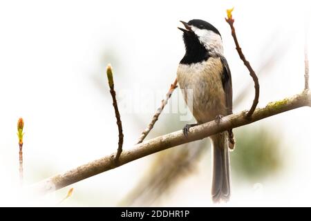 Una carolina chickadee canta da un ramo di pioppo all'inizio della primavera. Foto Stock