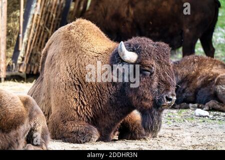 I bisonti americani o semplicemente bison, anche comunemente noto come il bufalo americano o semplicemente di Buffalo, è un North American specie di bisonti che una volta in roaming Foto Stock