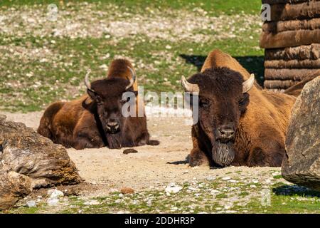 I bisonti americani o semplicemente bison, anche comunemente noto come il bufalo americano o semplicemente di Buffalo, è un North American specie di bisonti che una volta in roaming Foto Stock