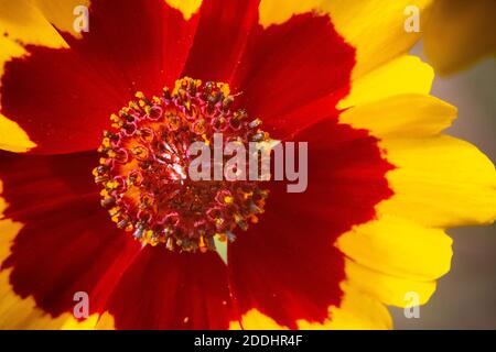 Primo piano di un singolo fiore rosso e giallo. Foto Stock