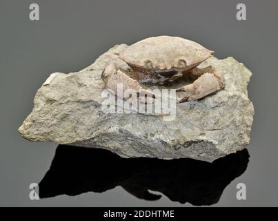 Granchio fossile, dall'Italia, Collezione di Scienze naturali, Paleontologia Foto Stock