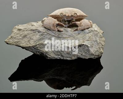 Granchio fossile, dall'Italia, Collezione di Scienze naturali, Paleontologia Foto Stock