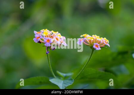 Multicolore West indian lantana fiore closeup shot Foto Stock