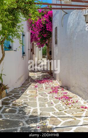 Vicolo tradizionale con case bianche e bouganville in piena fioritura Sull'isola di Prodromos Paros Foto Stock