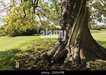 Un fulmine temuto colpì l'albero di castagno del cavallo mostrando un percorso di superficie esploso In danni alla corteccia sul tronco di esculo hippocastanum Foto Stock