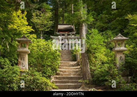Vista orizzontale di alcuni torii e lanterne nel Parco Momijidani, Miyajima, Isola di Itsukushima, Giappone Foto Stock