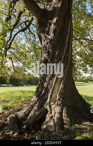 Un fulmine temuto colpì l'albero di castagno del cavallo mostrando un percorso di superficie esploso In danni alla corteccia sul tronco di esculo hippocastanum Foto Stock