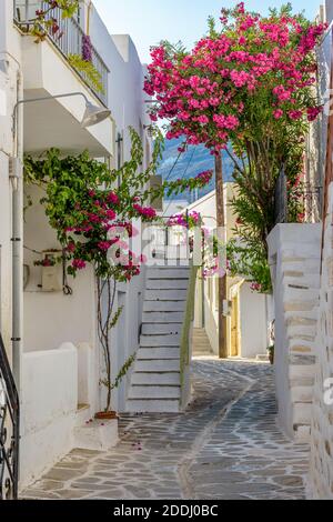 Tradizionale vicolo cicladico con una strada stretta, case bianche e una bougainvillea fiorente a Parikia, isola di Paros, Grecia. Foto Stock
