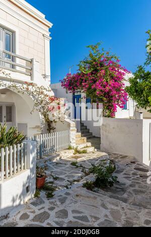 Tradizionale vicolo cicladico con una strada stretta, case bianche e una bougainvillea fiorente a Parikia, isola di Paros, Grecia. Foto Stock
