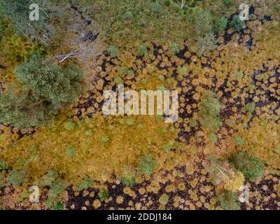 Vista aerea del modello di torba con il lago, mossi verdi arancioni nel Parco Nazionale di Sumava, repubblica Ceca. Paesaggio aereo colorato. Vista dall'alto del drone Foto Stock