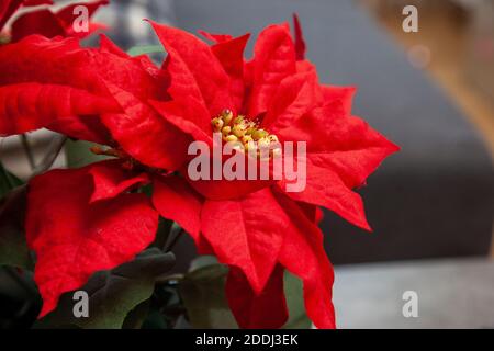 primo piano vista di una finta poinsettia rosso foglie decorazione per le vacanze Foto Stock