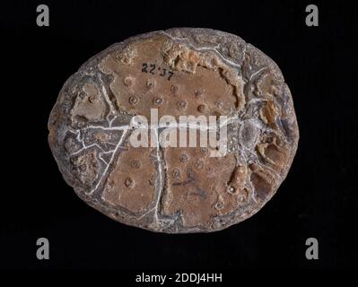 Fossil Echinoid, Echinocorys Scutata, conservato in selce dal gesso superiore, Gravesend, UK, Natural Science Collection, Paleontologia Foto Stock