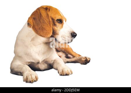 Corpo intero del cane beagle isolato su sfondo bianco. Cane maschio sdraiati a sinistra. Foto Stock