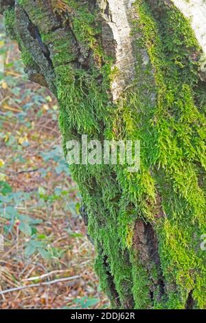 Muschio verde brillante appeso al tronco dell'albero con sfondo sfocato Foto Stock