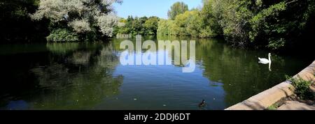 Vista estiva sul lago Stanborough Park, Welwyn Garden City, Hertfordshire, Inghilterra Foto Stock