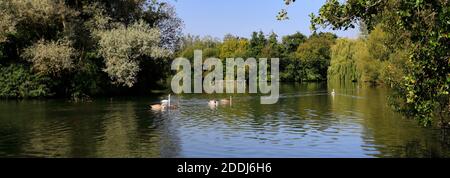 Vista estiva sul lago Stanborough Park, Welwyn Garden City, Hertfordshire, Inghilterra Foto Stock