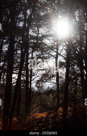 La luce del sole splende attraverso un groviglio di pini sempreverdi, Brindley Village, Cannock Chase (un'area di straordinaria bellezza naturale), Inghilterra, Regno Unito Foto Stock