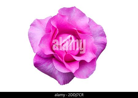 Rosa di forma perfetta su sfondo bianco isolato Foto Stock