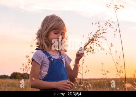 una ragazza con i capelli biondi tiene gli spikelets di erba nelle sue mani al tramonto. Foto Stock