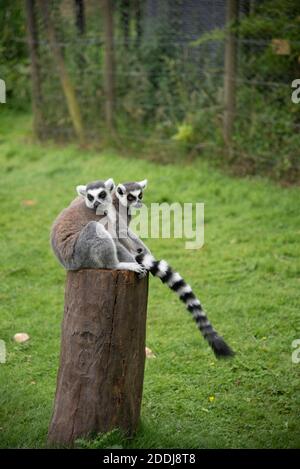 Lemur con coda ad anello allo zoo di Whipsnade, Regno Unito Foto Stock