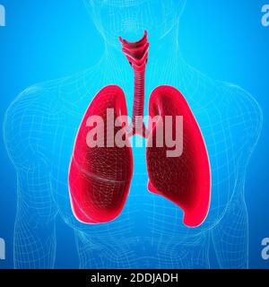 Anatomia umana, problemi con il sistema respiratorio, polmoni gravemente danneggiati. Polmonite bilaterale. Covid-19, coronavirus. Paziente e fumo. Fumatore. 3d Foto Stock