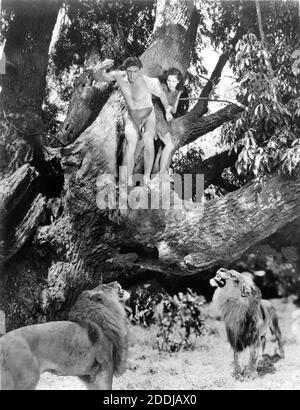 JOHNNY WEISSMULLER e MAUREEN o'SULLIVAN su un albero minacciato dai Lions hanno messo e incollato insieme pubblicità ancora per TARZAN FUGGE aka LA CATTURA DI TARZAN 1936 registi RICHARD THORPE JOHN FARROW JAMES C. McKay GEORGE B. SEITZ WILLIAM A. WELLMAN sceneggiatura Cyril Hume basata su personaggi creati da Edgar Rice Burroughs Metro Goldwyn Mayer Foto Stock