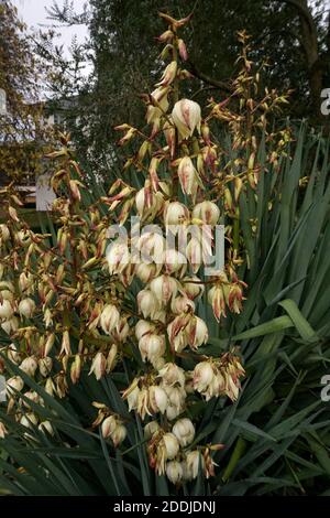 Una Yucca fiorente 'Vittorio Emanuele II'. Autunno in un giardino inglese Foto Stock