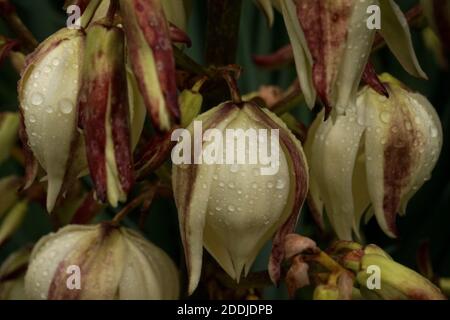 Una Yucca fiorente 'Vittorio Emanuele II'. Autunno in un giardino inglese Foto Stock