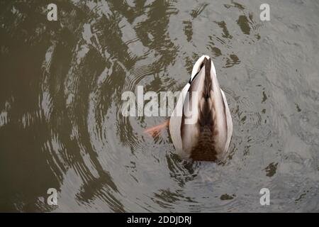 Un'anatra mallard maschile che mostra un comportamento di alimentazione dabbling durante l'autunno In un giardino inglese Foto Stock
