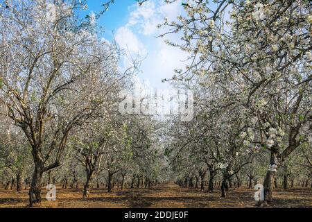 Mandorle - frutteto di mandorle in fiore. Gruppo di fiori di mandorle. Foto Stock