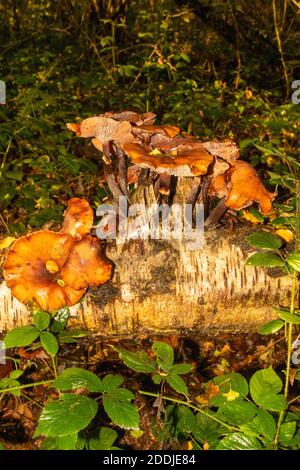 Funghi che eruttano da un tronco di un albero di uccello caduto, sinonimo di morte, malattia, riciclaggio e rinascita Foto Stock