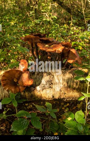 Funghi che eruttano da un tronco di un albero di uccello caduto, sinonimo di morte, malattia, riciclaggio e rinascita Foto Stock