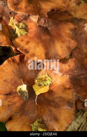 Funghi che eruttano da un tronco di un albero di uccello caduto, sinonimo di morte, malattia, riciclaggio e rinascita Foto Stock
