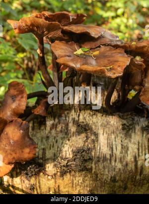 Funghi che eruttano da un tronco di un albero di uccello caduto, sinonimo di morte, malattia, riciclaggio e rinascita Foto Stock
