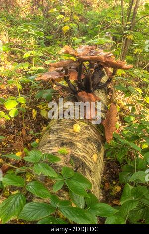 Funghi che eruttano da un tronco di un albero di uccello caduto, sinonimo di morte, malattia, riciclaggio e rinascita Foto Stock