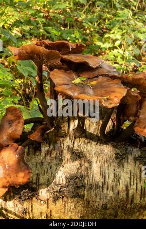 Funghi che eruttano da un tronco di un albero di uccello caduto, sinonimo di morte, malattia, riciclaggio e rinascita Foto Stock