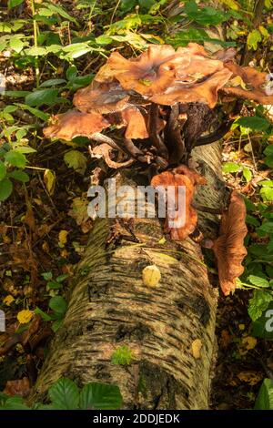 Funghi che eruttano da un tronco di un albero di uccello caduto, sinonimo di morte, malattia, riciclaggio e rinascita Foto Stock
