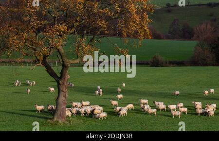 Un gregge di pecore a Baildon, Yorkshire, Inghilterra. Foto Stock