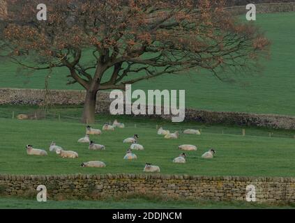 Un gregge di pecore a Baildon, Yorkshire, Inghilterra. Foto Stock