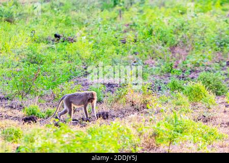 Macaco a coda lunga nel Parco Nazionale Baluran, Indonesia Foto Stock